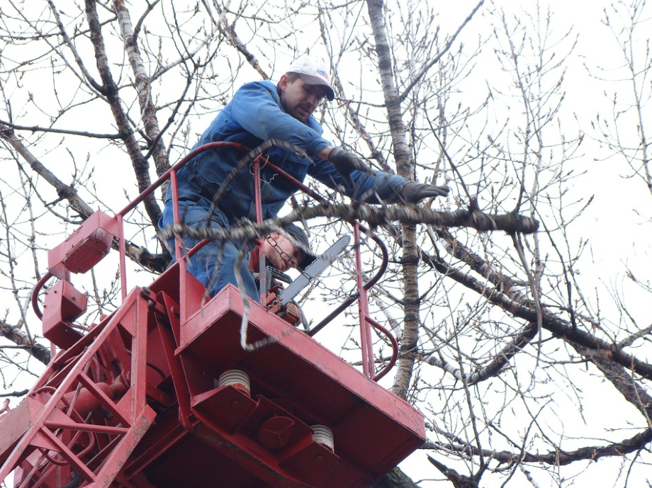 this image shows tree services in Ladera Ranch, California