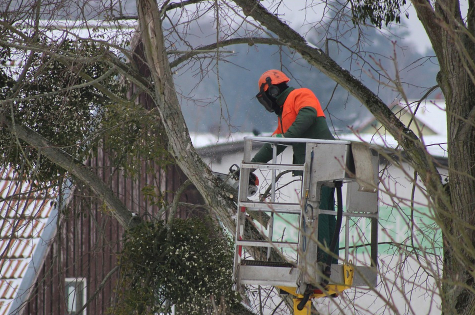 this image shows tree services in laguna woods, california