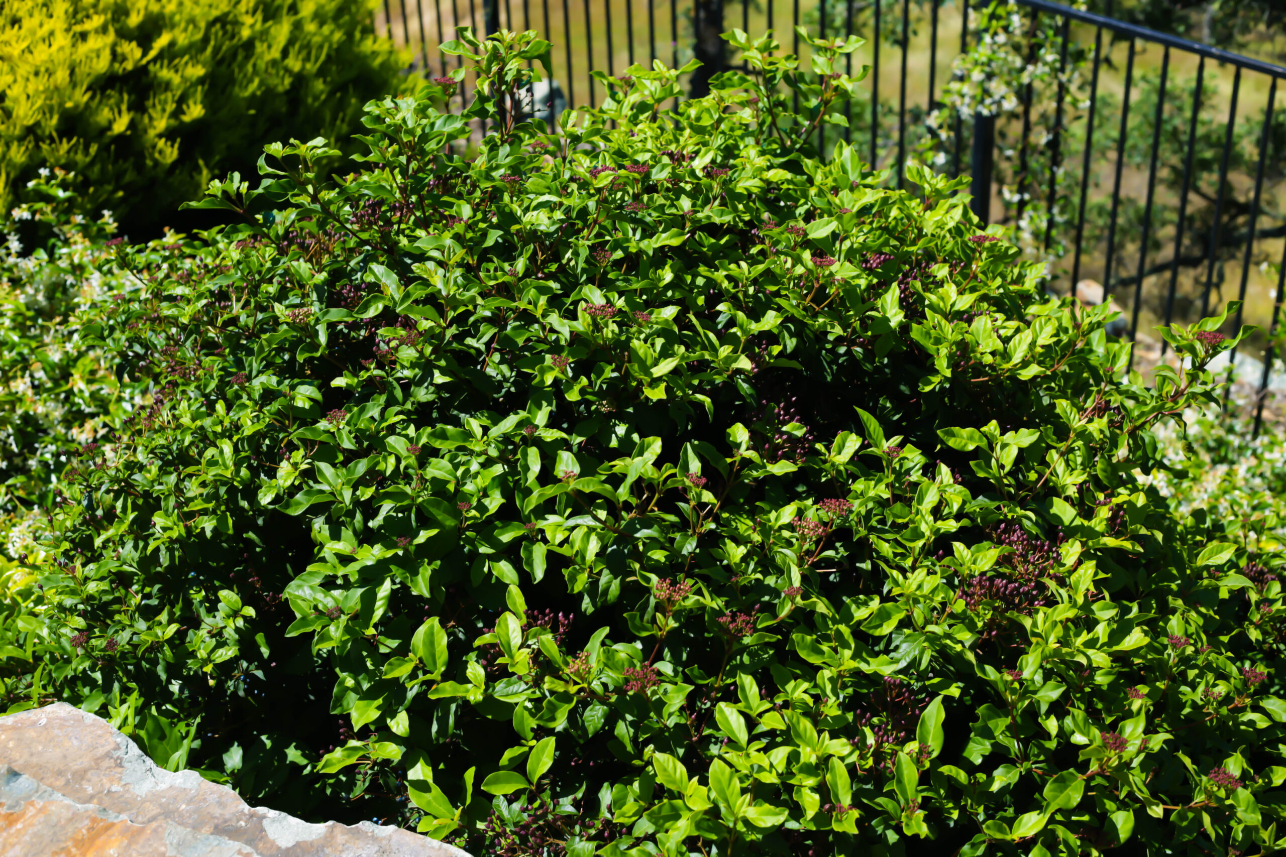 this image shows bush trimming in lake forest, california