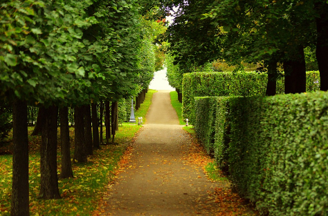 this image shows residential tree service in lake forest