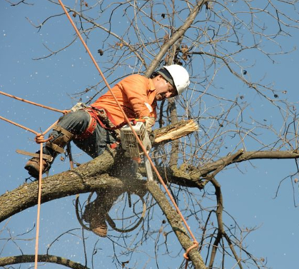 this image shows tree chipper in lake forest, california