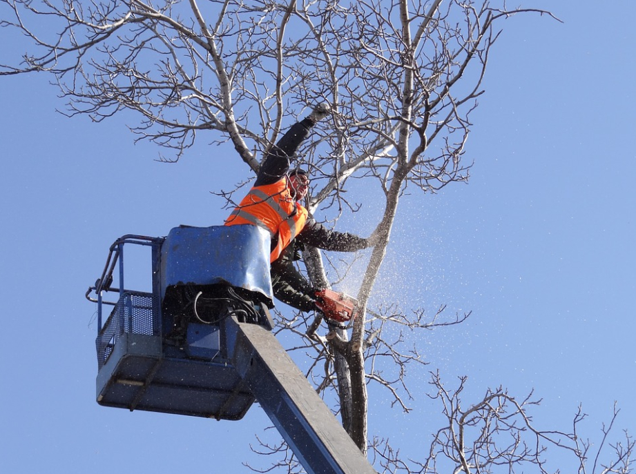 this image shows commercial tree service in lake forest, california