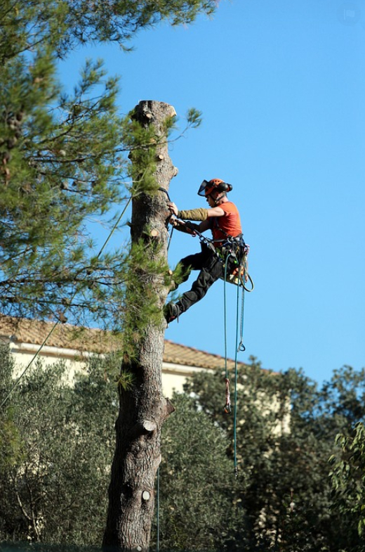 this image shows residential tree services in lake forest, california