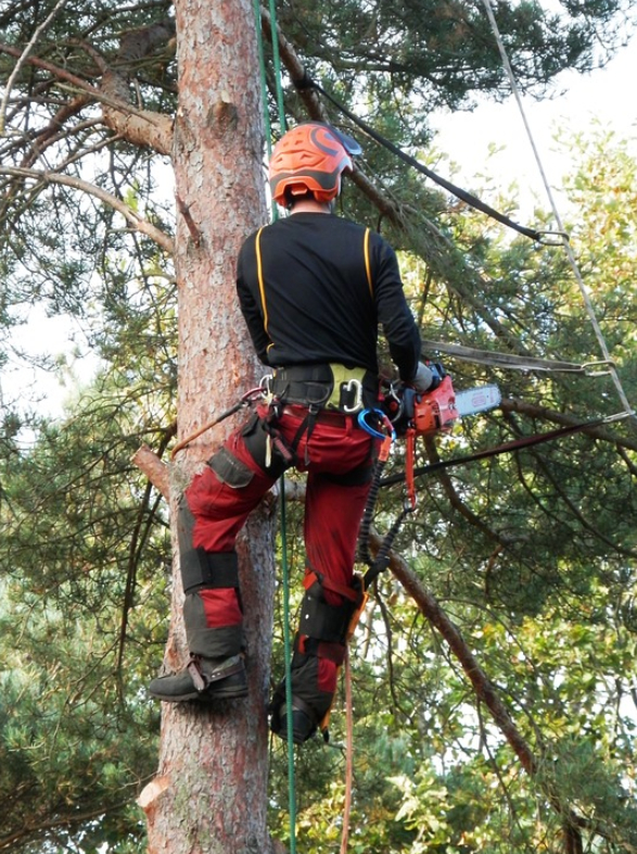 this image shows tree cutting in lake forest