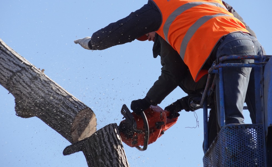 this image shows tree cutting in lake forest