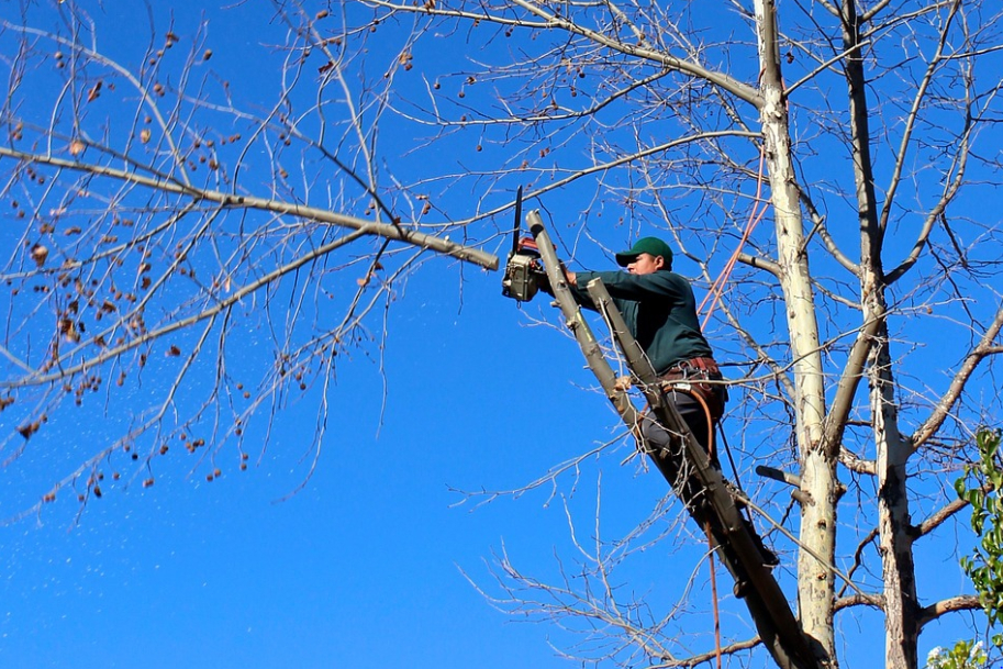 this image shows tree cutting in lake forest