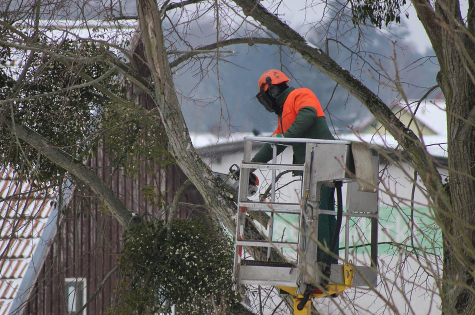 this image shows tree pruning services in lake forest, california