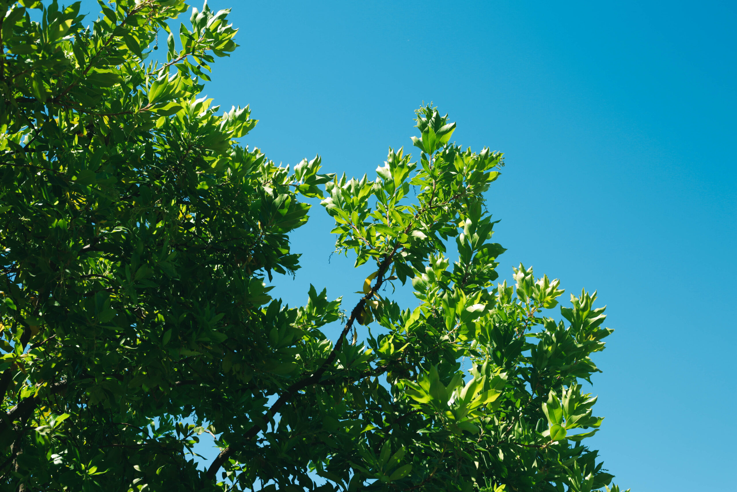 this image shows  tree removal in lake forest