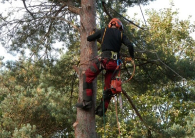 this image shows tree removal in Lake Forest
