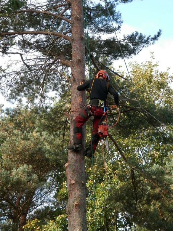 this image shows tree removal in Lake Forest