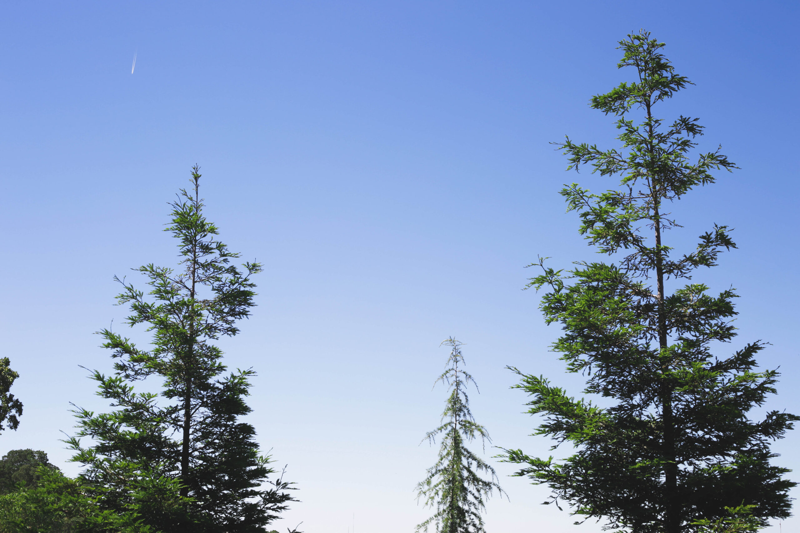 this image shows types of trees we service in lake forest, california