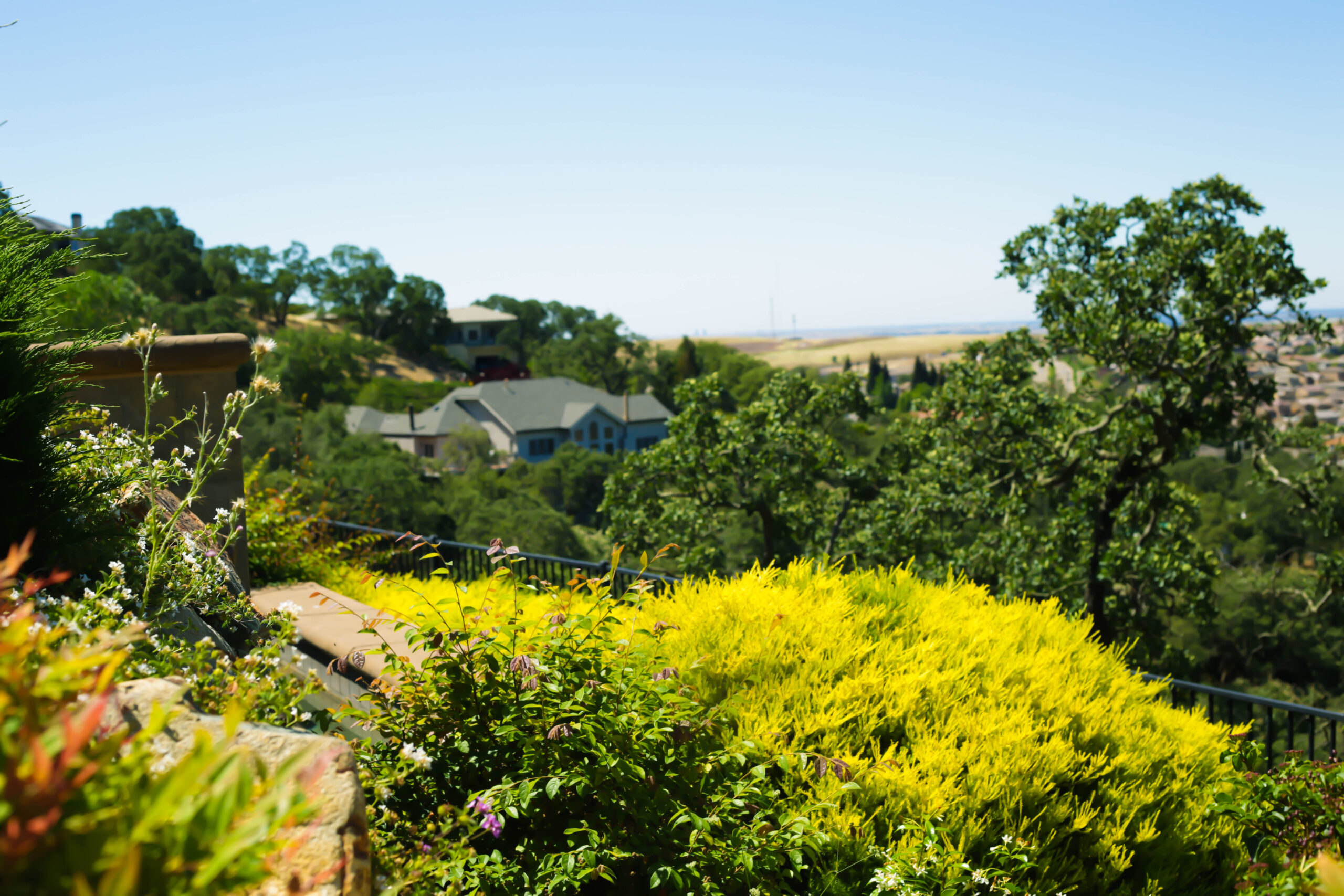 this image shows tree services in lake forest, california