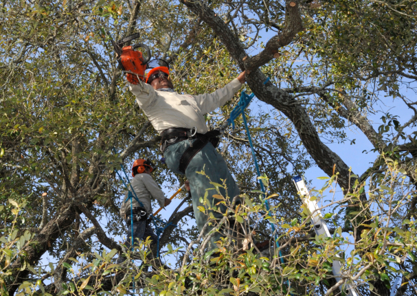 this is a picture of tree lopping in Lake Forest, CA